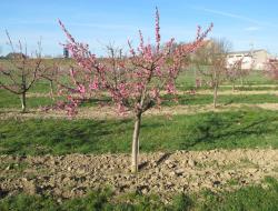 Pfirsichbaum in der Blüte