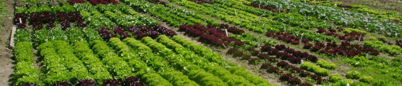 Salatanbau im Freiland
