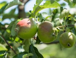 unreife Äpfel am Baum