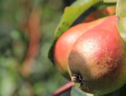 reife Birnen am Baum