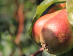 reife Birnen am Baum