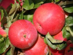 Äpfel am Baum