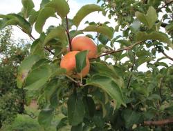 Äpfel am Baum