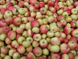 Äpfel