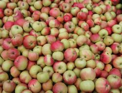 Äpfel