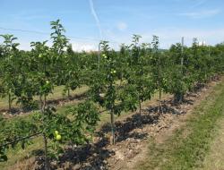 Apfelbäume mit grünen Äpfeln