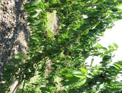 Kirschenbaum mit reifen Kirschen