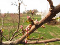 geschlossene Pfirsichblüten