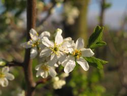 Kirschblüte