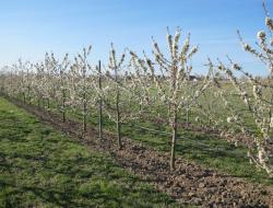 Kirschbäume in der Blüte
