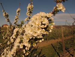 Blüte