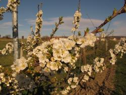 Blüte