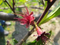 Blüte