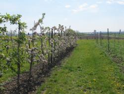 Obstbäume in der Blüte