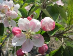 Blüte
