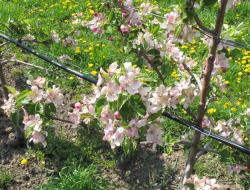 Obstbaum in der Blüte