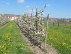 Apfelbäume in der Blüte