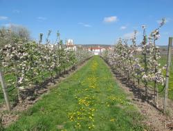 Apfelbäume in der Blüte