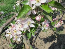 Apfelblüte