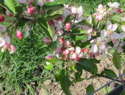 Apfelblüte