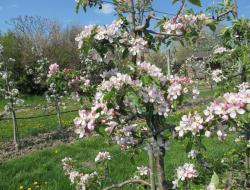Apfelbaum in der Blüte