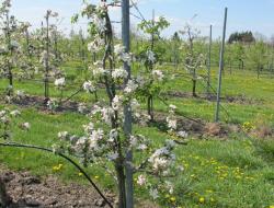 Apfelbaum in der Blüte