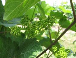 Geschein mit teilweise abgeworfenen Hütchen