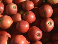 Äpfel