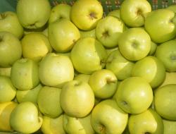 Äpfel