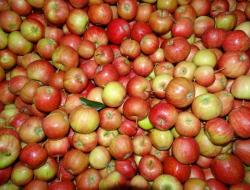 Äpfel