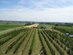 Obstanlage, Weingärten und Äcker