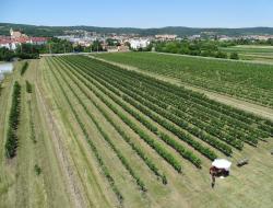 Weingarten am Kirchacker im Juni