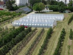 Obstanlage, Folientunnel, Freilandgemüse und Glashaus