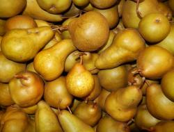Birnen