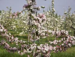 Obstbaum in der Blüte