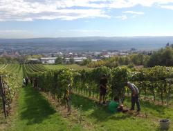 Lese am "Feiersteig"