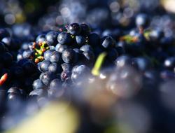 rote Weintrauben der Sorte Blaufränkisch in der Lesebox