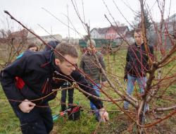 Obstbaumschnitt